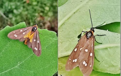 Dysauxes punctata